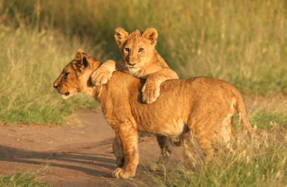 3-Days Murchison Falls Wildlife Safari