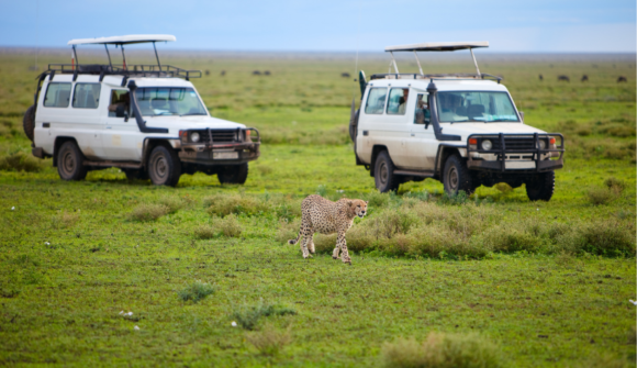 Game Drive