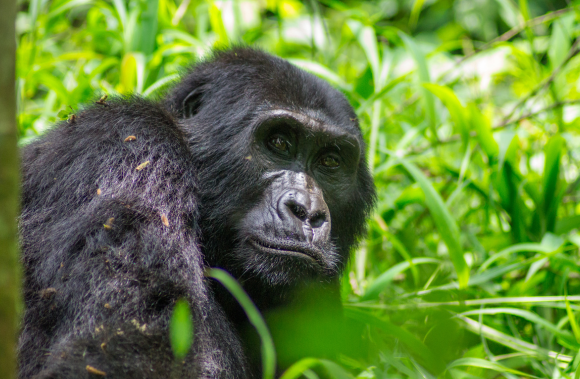 4-Days Gorilla Trekking Experience and Batwa