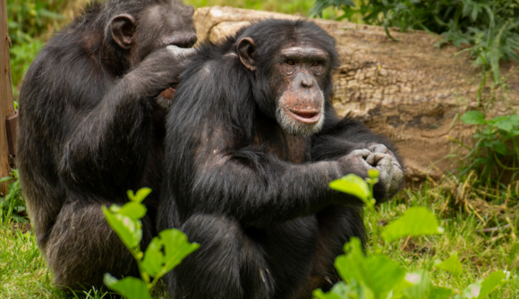 Chimpanzee Trekking