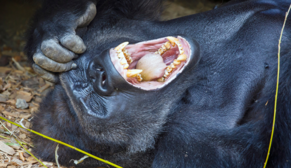 Gorilla Trekking