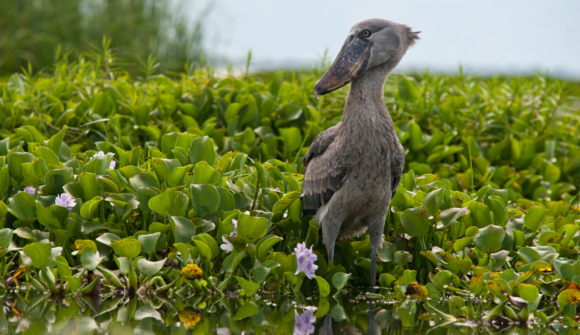 Bird Watching