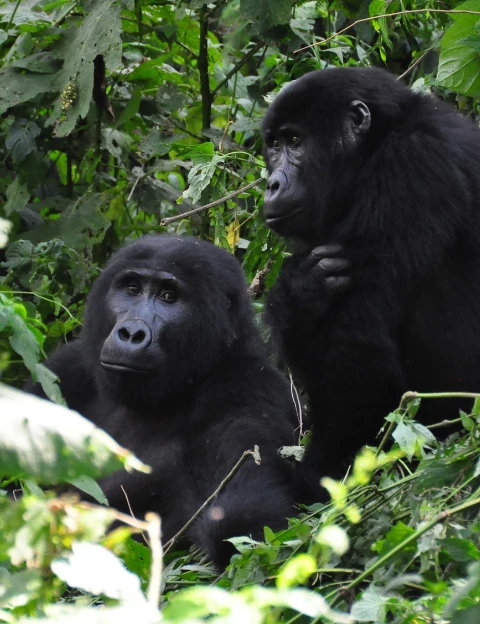 Bwindi Impenetrable National Park