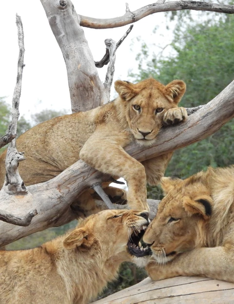 Queen Elizabeth National Park