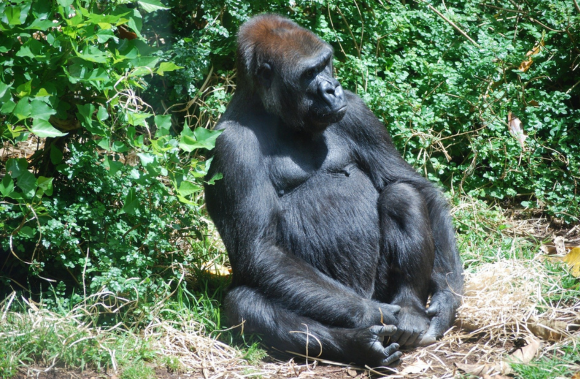 10-Days Murchison Falls, Ziwa Rhino Sanctuary, Kibale, Queen Elizabeth, and Bwindi Gorilla Trekking Safari