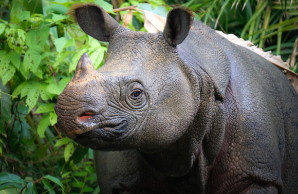 7-Days Ziwa Rhino Sanctuary, Kibale Forest National Park, Queen Elizabeth and Bwindi Impenetrable.