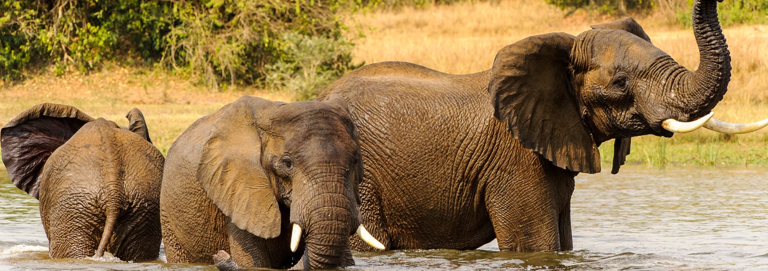 Elephants in lake Mburo