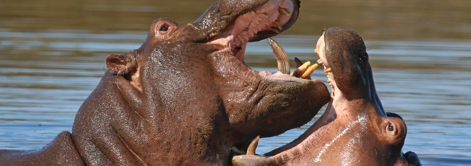 Hippos in Murchison Falls National Park