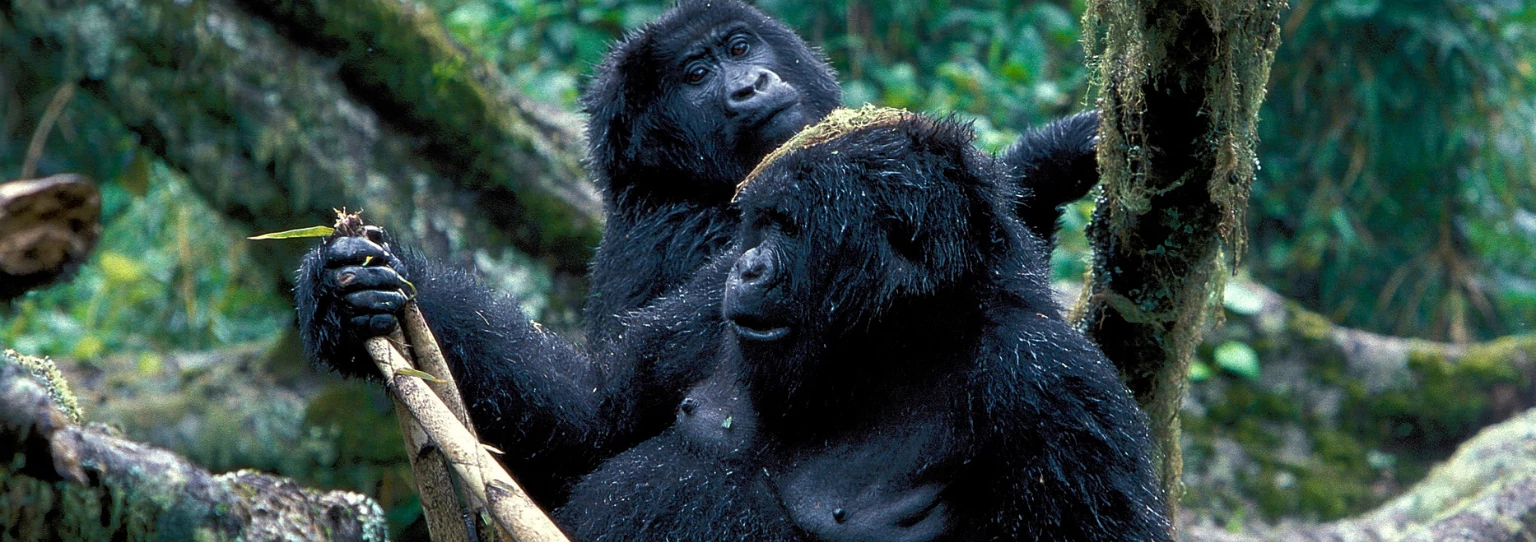 Endangered Mountain Gorillas